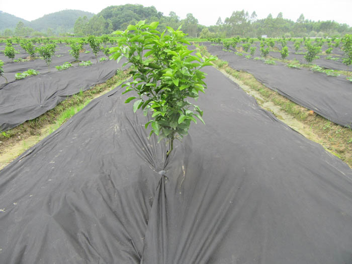 廠家直銷pp防草布無紡布果園除草布黑色防草布