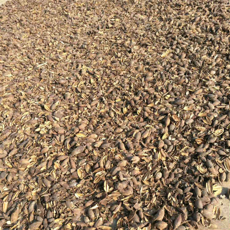 白花泡桐种子 供应白花泡桐种子 白花泡桐种子现货价格