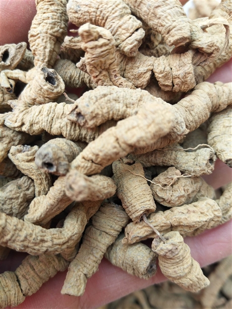 【桂圆肉产地   桂圆肉价格】价格,厂家,粮食作物种子