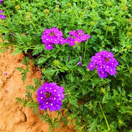 河南美女櫻種植基地美女櫻小苗耐寒宿根花卉