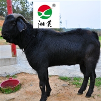 黑山羊养殖获得高利润的六点经验