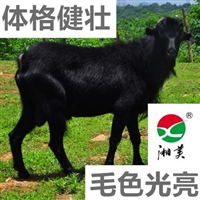 黑山羊放养要注意哪些问题  黑山羊养殖