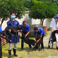 我在湘美黑山羊种羊基地等你