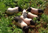 通州区香猪种苗养巴马香猪养殖场免费提供技术