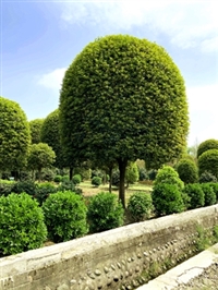 桂花_桂花基地_桂花价格_批发桂花_成都苗木_名川园艺场