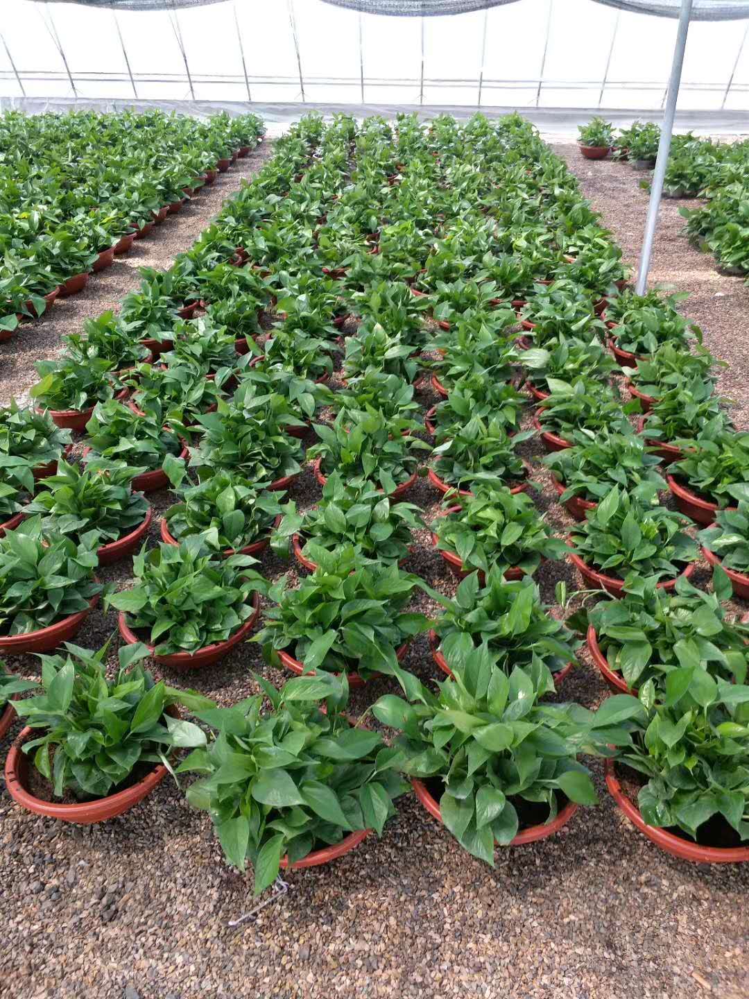 绿萝_绿萝种植基地_绿萝供应商_青州绿萝