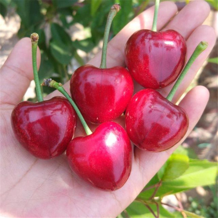 2公分齐早樱桃苗 大樱桃树苗价格 国迎 规格齐全