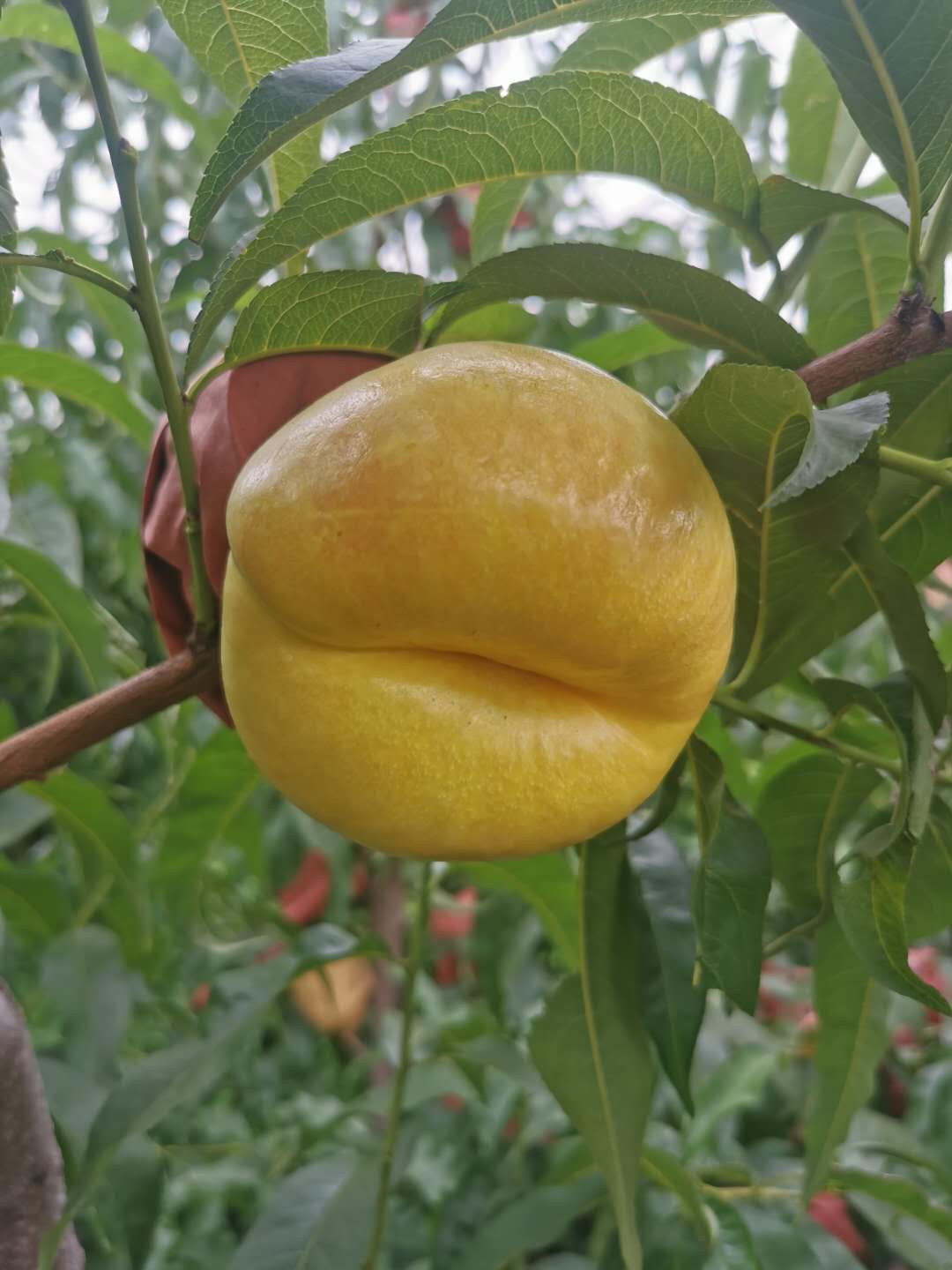 中油蟠101桃苗简介