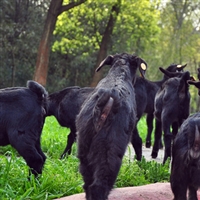 农田湿地对养殖黑山羊的影响