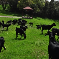 湘美黑山羊,养殖山羊是一条稳妥滚雪球式发展之路