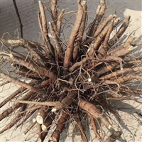 农安县芍药芽头种植亩产效益