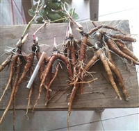 一年生芍药苗子种植高产方法