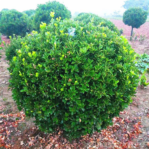 供应园林绿化苗木冬青球冬青球价格报价冬青球产地
