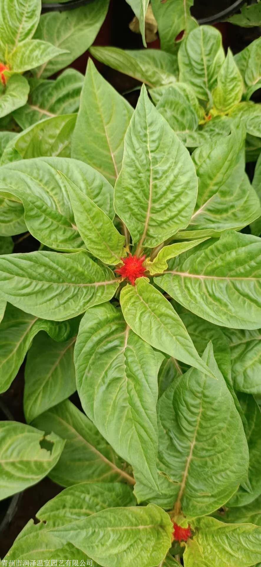 鸡冠花价格,鸡冠花杯苗基地,鸡冠花幼苗价格,鸡冠花小苗批发