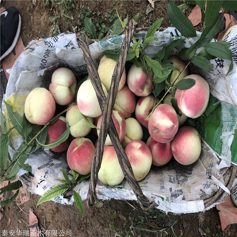 一公分嫁接新品种桃树苗中油蟠七号桃苗一棵价钱 泰安华瑞苗木