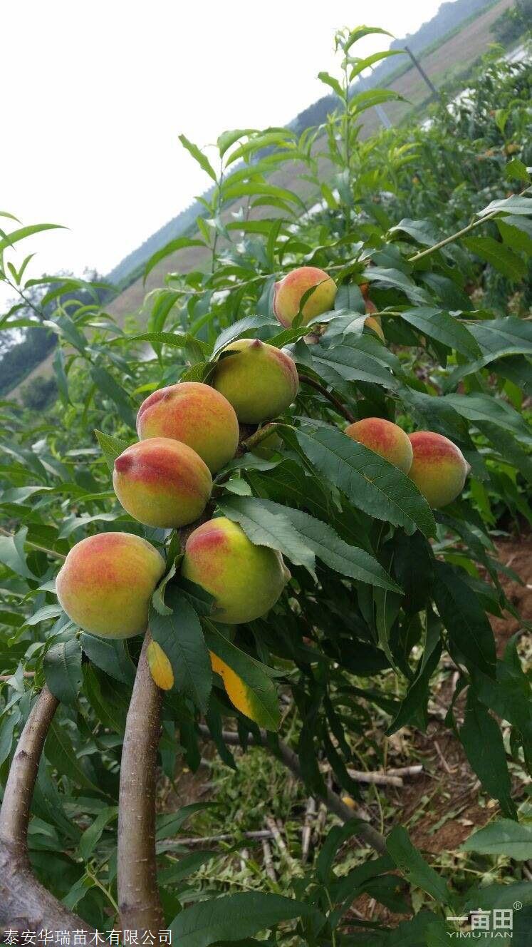 秋甜桃樹苗兩年生桃樹苗價錢及報價