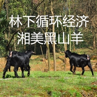 黑山羊养殖,回复广东关注湘美多年的客户