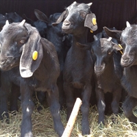 养殖黑山羊种什么牧草  黑山羊养殖，这样挑选种母羊和羔羊
