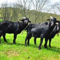 黑山羊养殖,养52只羊利润