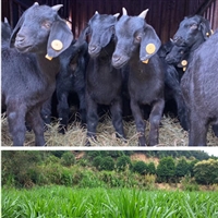 养200只黑山羊需要种几亩牧草