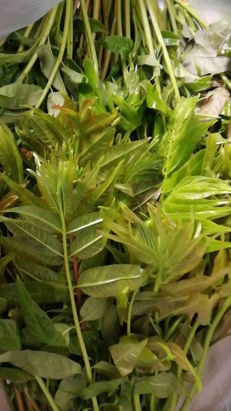 大棚香椿苗 香椿苗价格 大棚香椿苗价格 香椿苗栽培技术