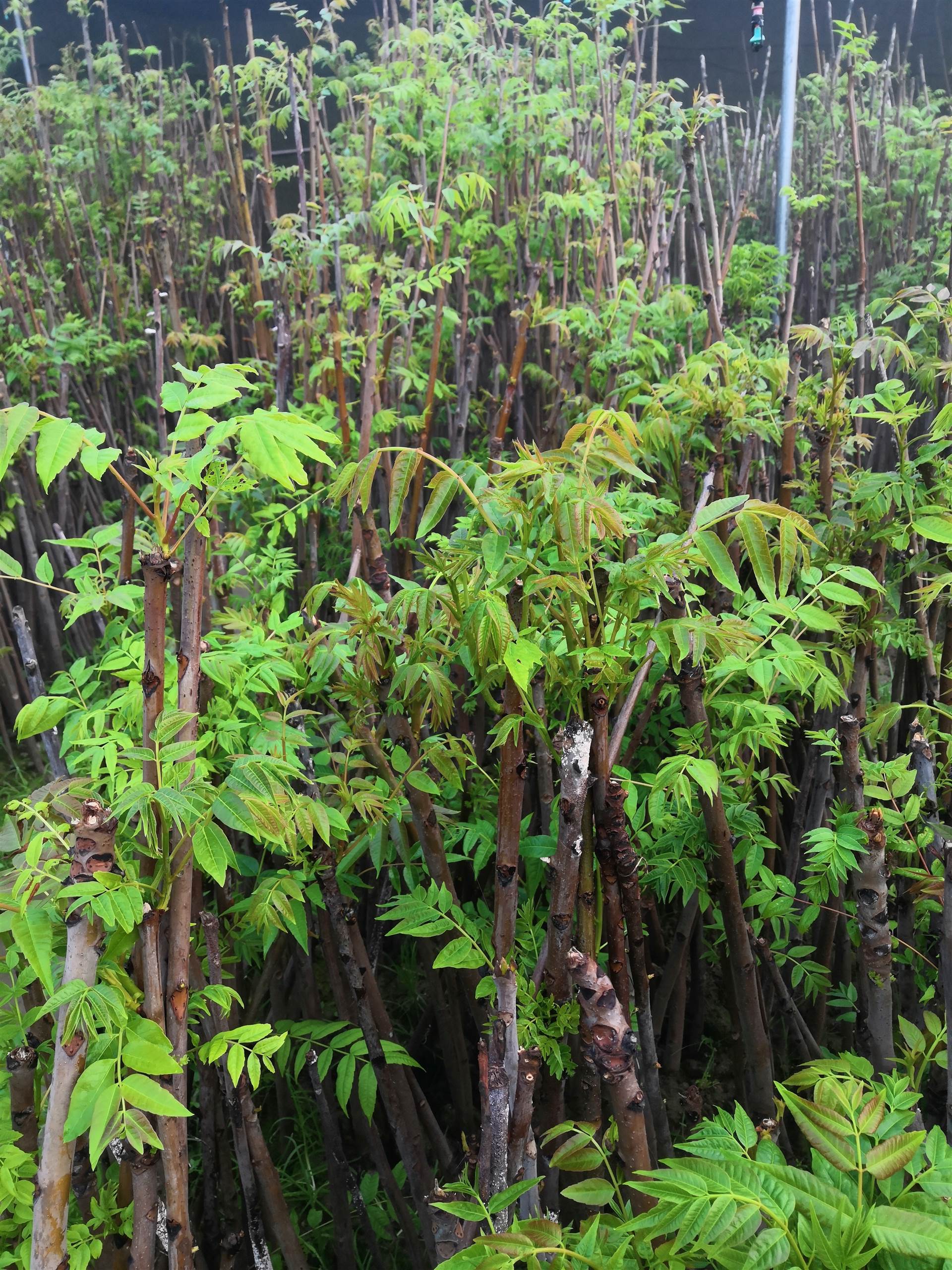 香椿苗香椿苗批发价格香椿苗种植香椿苗种子