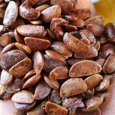 南酸枣种子供应 优质南酸枣种子批发价格