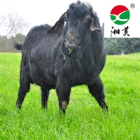 纯种黑山羊价格  黑山羊种羊价格