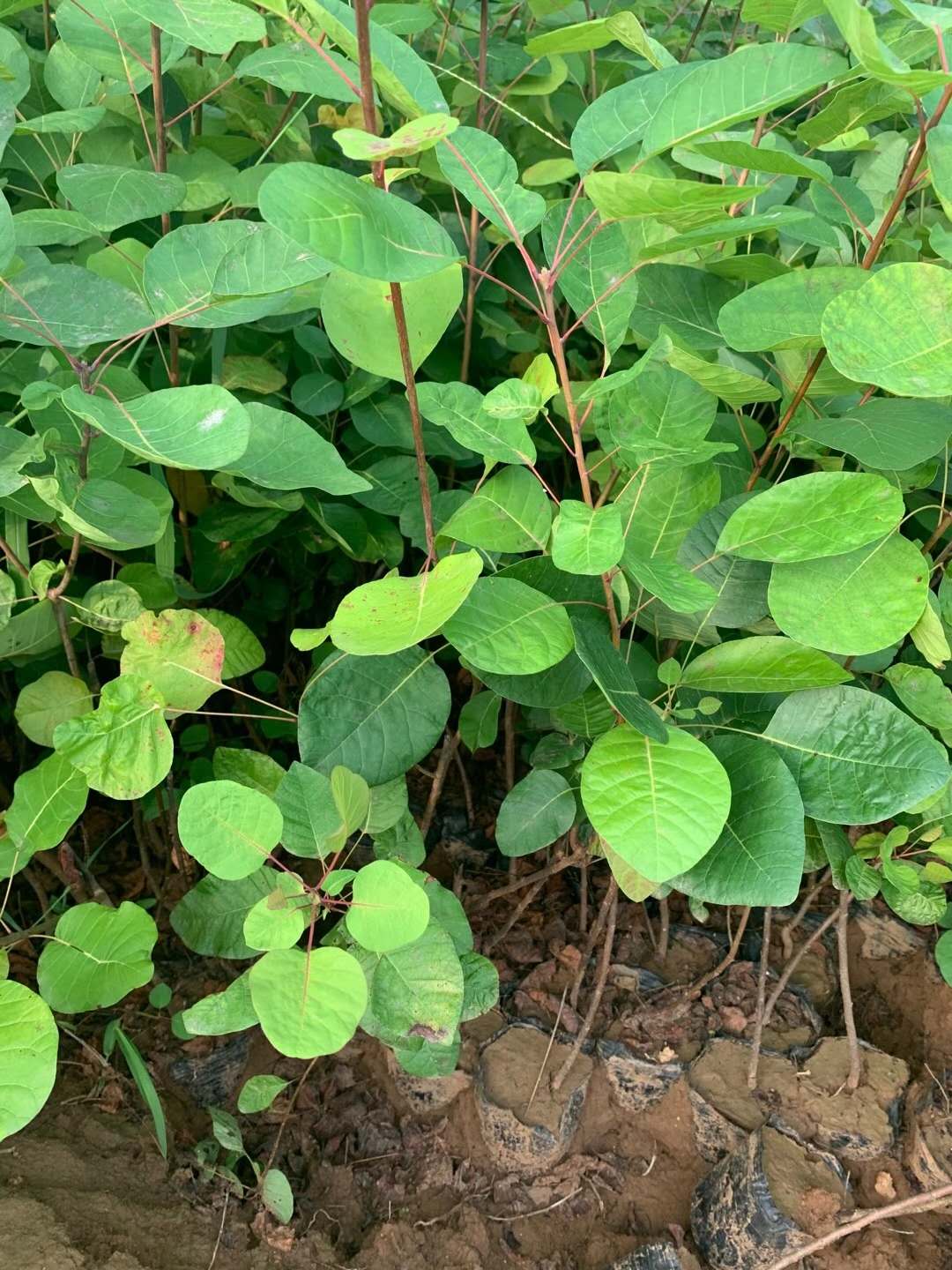 红栌红栌树红栌苗红栌小苗红栌树苗