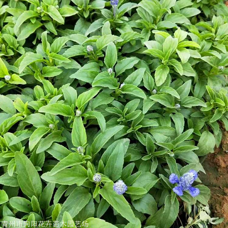 出售鼠尾草山東宿根鼠尾草街道觀賞花海用鼠尾草