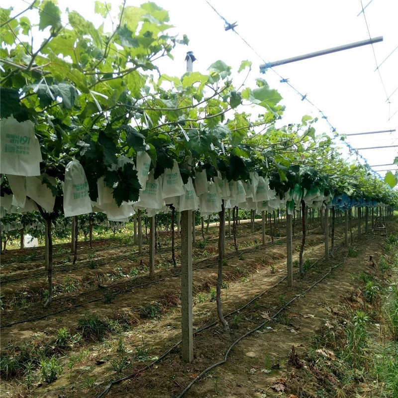 克倫生葡萄苗產量高 陽光玫瑰葡萄樹苗種植技術