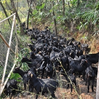 养殖什么羊好养又赚钱  养羊赚钱吗