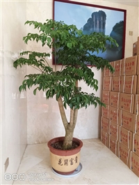 北京绿植租摆  办公室租摆花卉绿植