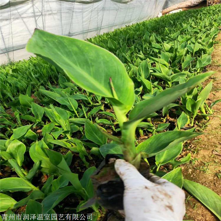 美人蕉价格美人蕉小苗美人蕉幼苗美人蕉批发美人蕉供应