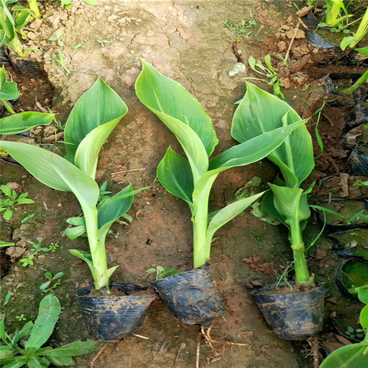 美人蕉价格美人蕉小苗美人蕉幼苗美人蕉批发美人蕉供应