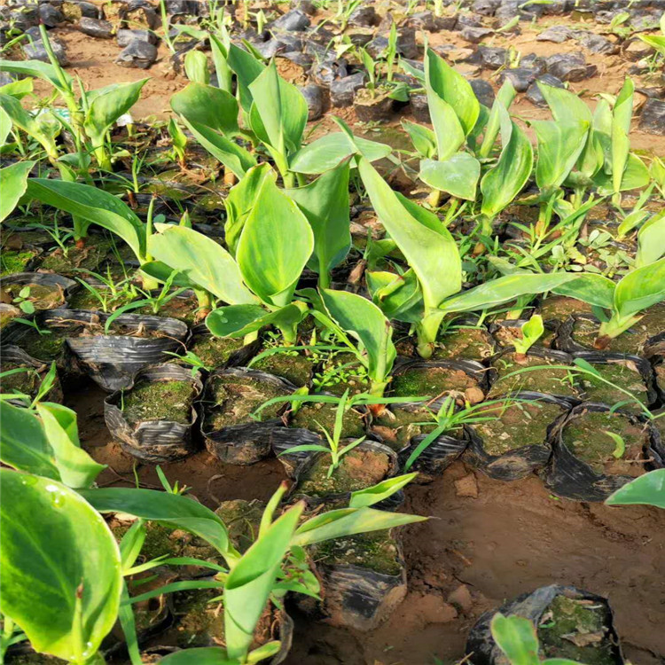 美人蕉价格_高品质美人蕉小苗直销_品质保障