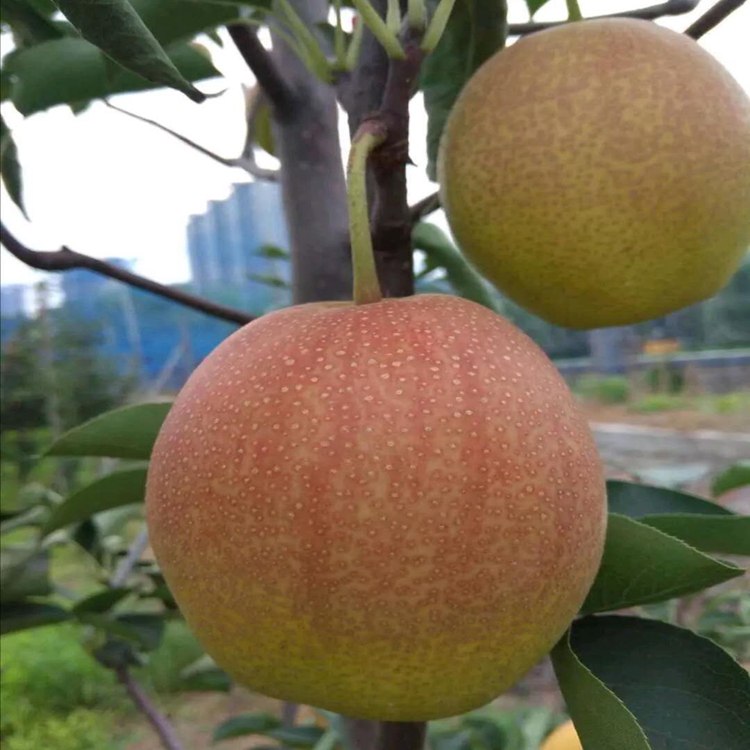 丹霞红梨苗售价保证品种纯度