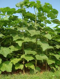 泡桐苗 基地直销 现挖现发 全国发货