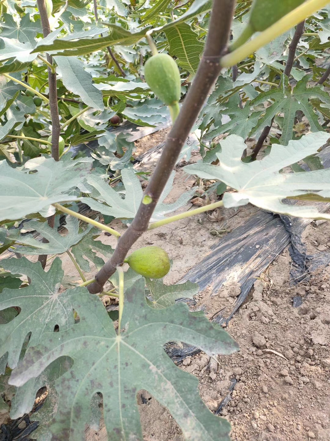 布兰瑞克无花果苗当年结果  无花果苗种植产地