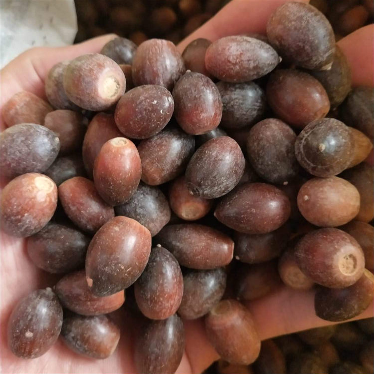 青冈栎种子 现货供应青冈栎种子批发 昊天园林