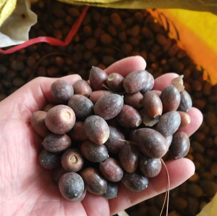 青冈栎种子现货供应 产地青冈栎种子价格