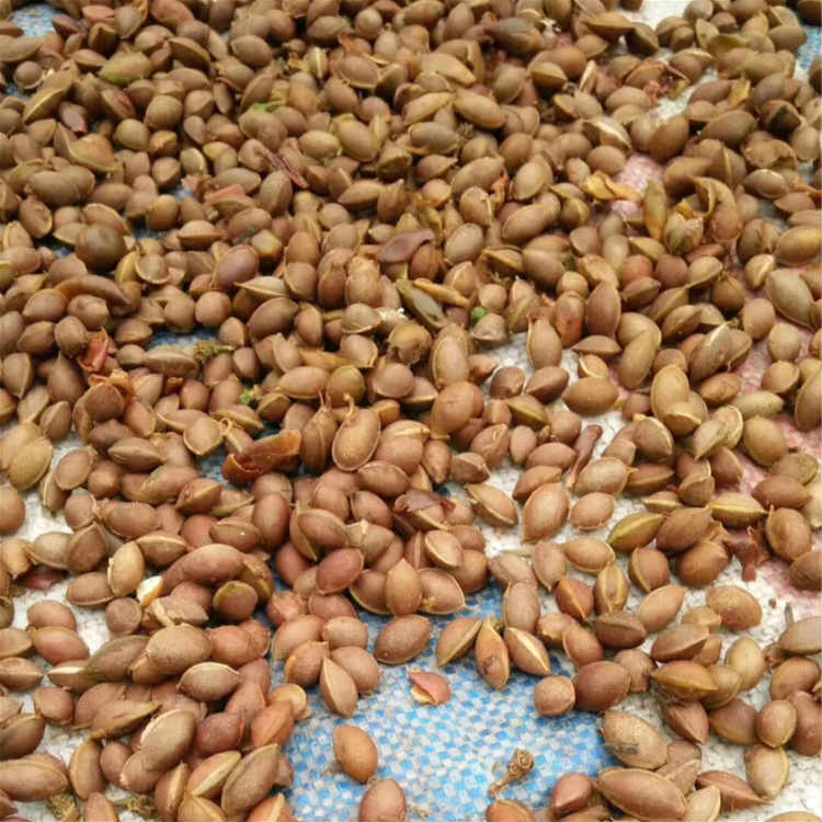 三尖杉种子 现采三尖杉种子产地直销 昊天园林