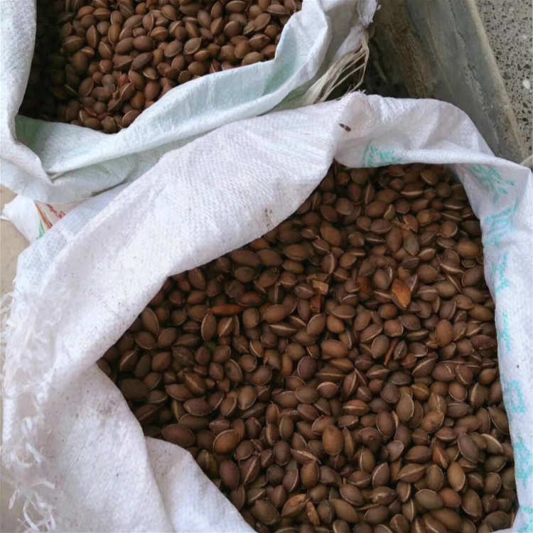 三尖杉种子 现采三尖杉种子产地直销 昊天园林