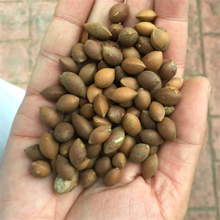 三尖杉种子产地直销 昊天园林质量保证