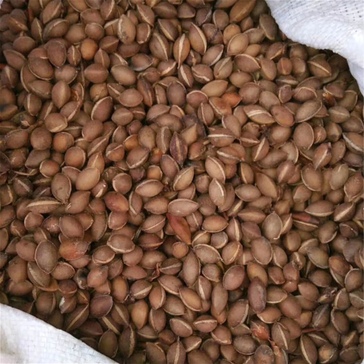 三尖杉种子 现采三尖杉种子产地直销 昊天园林