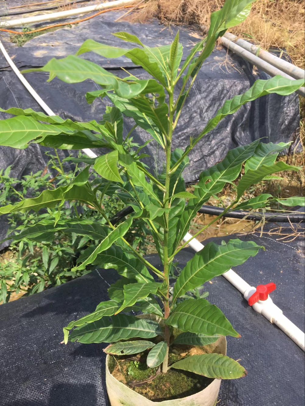 供应台湾黄晶果树苗,基地直销