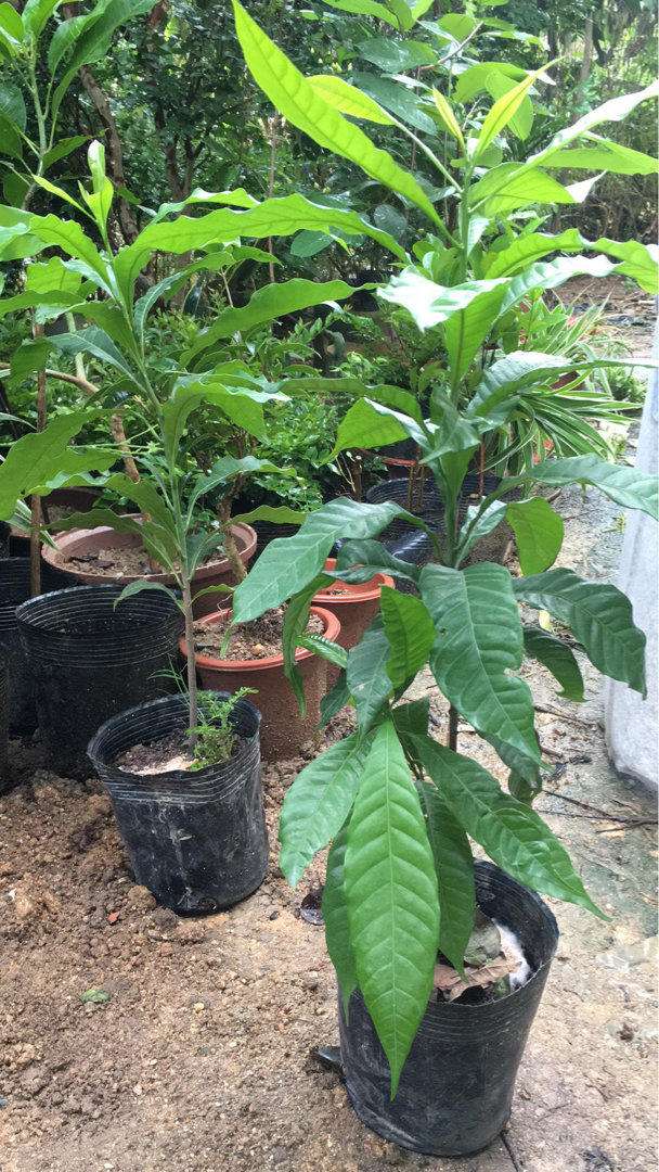 黄晶果树苗台湾黄晶果广东黄晶果树苗基地批发