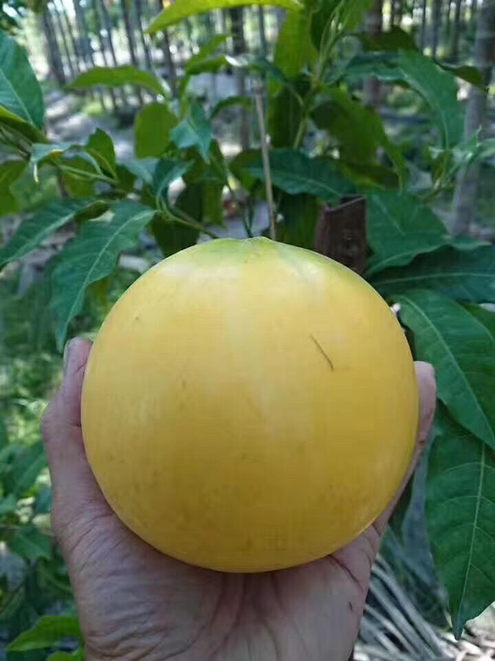 黄晶果树苗台湾黄晶果广东黄晶果树苗基地批发