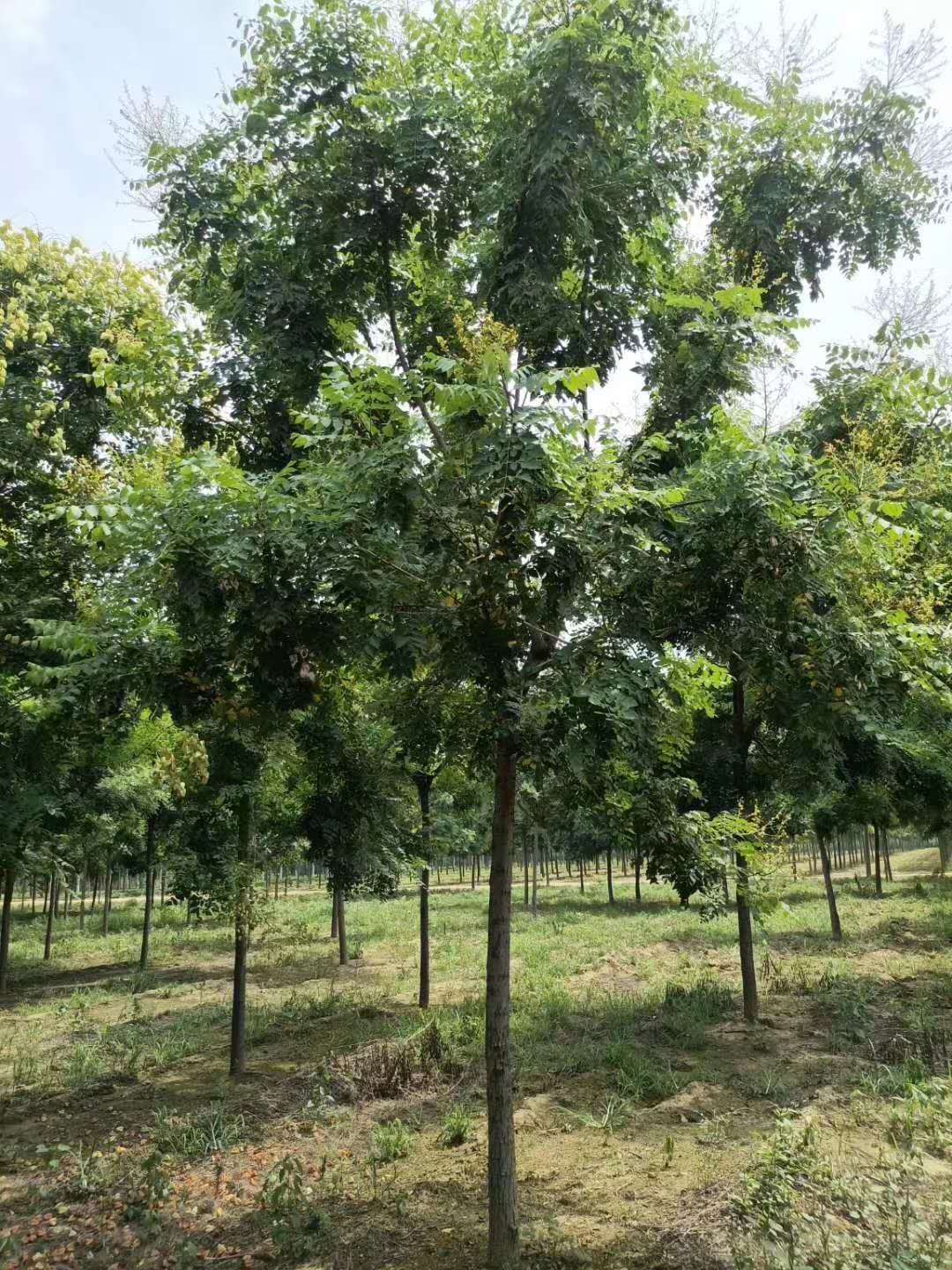 天津北栾树苗苗木种植基地 北栾子苗价格 1公分北栾苗批发价格