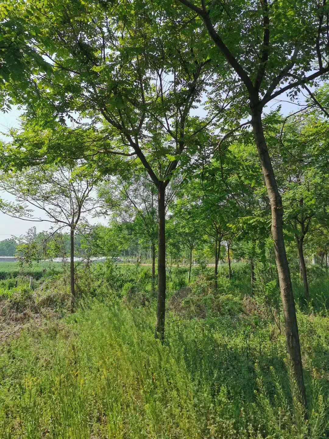 山东苗圃基地北栾树 北栾苗出售 1公分北栾子苗价格